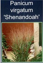 6 x Panicum virgatum-Shenandoah XL - Vingergras in pot 9 x 9 cm