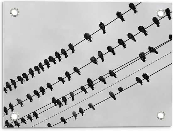 Tuinposter – Zwart/Wit Vogels op een Kabel - 40x30cm Foto op Tuinposter  (wanddecoratie voor buiten en binnen)