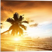 Acrylglas - Palmboom met Ondergaande Zon aan het Strand  - 50x50cm Foto op Acrylglas (Met Ophangsysteem)