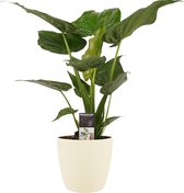Kamerplant van Botanicly – Olifantsoor incl. crème kleurig sierpot als set – Hoogte: 65 cm – Alocasia Cucullata