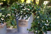 10x Gaultheria Pearl White - Bergthee