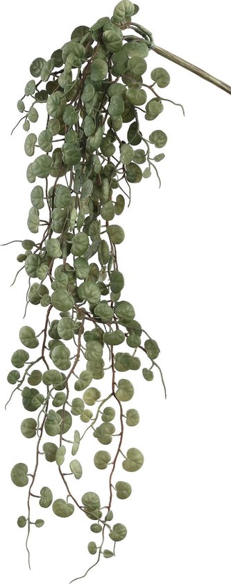 Leaves Plant Groene Erwt - PTMD - Hangende Bladeren