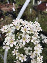 6 x Saxifraga 'Monarch' - Steenbreek - P9 Pot (9 x 9cm) - Dima Vaste Planten