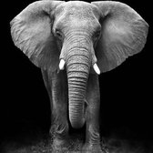 Wandbord - Collage deco - olifant - Bijbel - Christelijk - Majestic Ally - 1 stuk