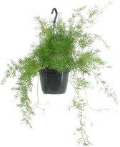 We Love Plants - Asparagus Sprengeri - 35 cm lang - Hangplant
