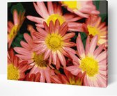 Schilderen Op Nummer Volwassenen DIY Paint By Number Compleet Hobby Pakket op Frame met Vernis - ®Arty Bee - Roze Bloemen 50x40cm