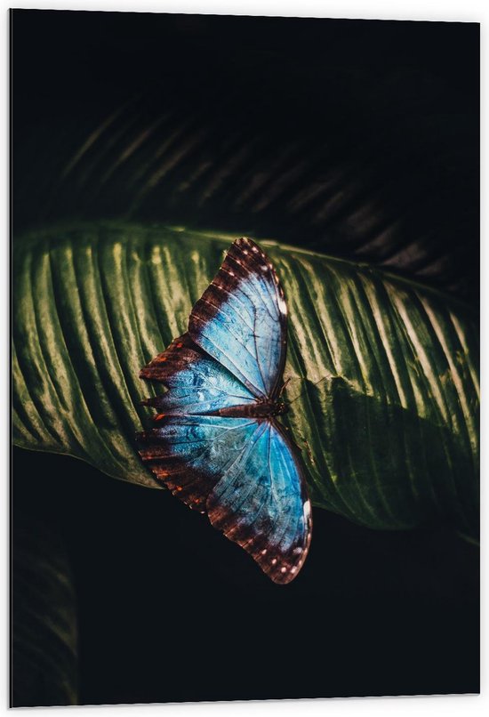 Dibond - Blauwe Vlinder op Groen Blad - 60x90cm Foto op Aluminium (Wanddecoratie van metaal)