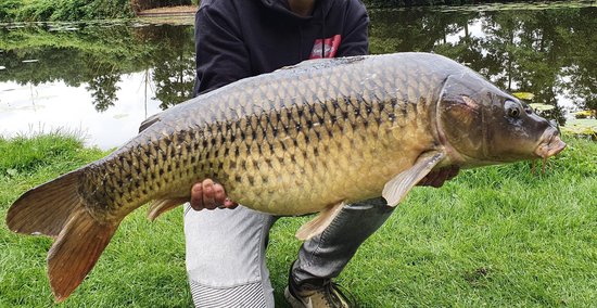 High Attract Voerpakket 'RobinRed 'n Garlic' - 20mm - Met 20mm Instant Range Boilies, Bait Dip, Pop-Ups & Hookbaits - Karper voer/boilies - Voordeelpakket voor vissers - Visset - Lokvoer — afbeelding 4
