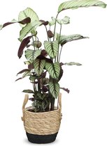 We Love Plants - Calathea Whitestar + Mand Mirjam - 80 cm hoog - Luchtzuiverende plant