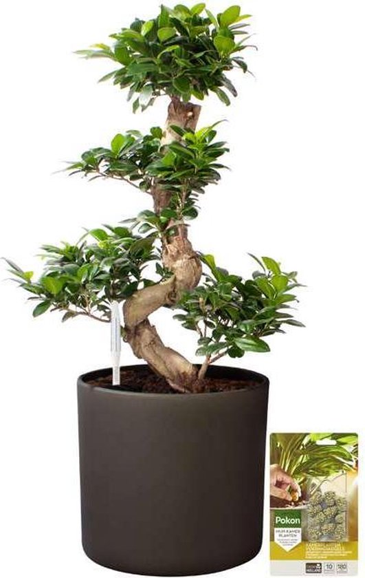 Pokon Powerplanten Ficus Bonsai 70 cm ↕ - Kamerplanten - in Pot (Mica Era Donker Grijs) - Chinese Vijg - met Plantenvoeding / Vochtmeter