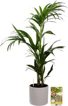 Pokon Powerplanten Kentia Palm 110 cm ↕ - Kamerplanten - in Pot (Mica Era, Wit) - Howea Forsteriana - met Plantenvoeding / Vochtmeter