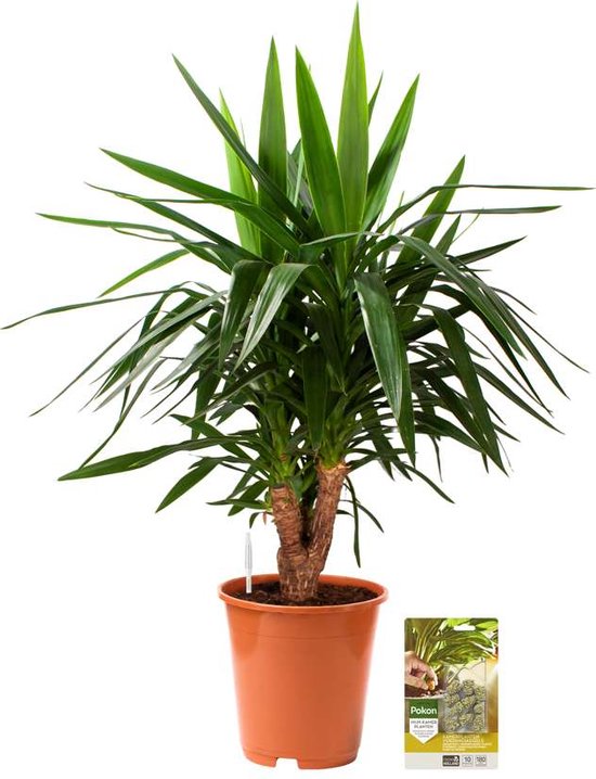 Pokon Powerplanten Yucca 100 cm ↕ - Kamerplanten - Planten voor Binnen - Palmlelie - met Plantenvoeding / Vochtmeter
