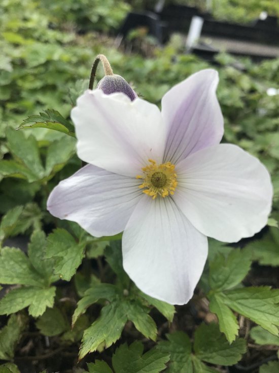 Foto: 6 x anemone wild swan herfstanemoon p9 pot 9 x 9cm dima vaste planten