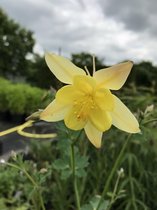 6 x Aquilegia chrys. 'Yellow Queen' - Akelei - P9 Pot (9 x 9cm) - Dima Vaste Planten