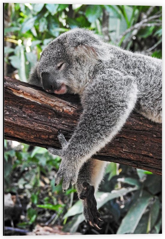 Dibond - Luie Koala op Boomstam - 40x60cm Foto op Aluminium (Met Ophangsysteem)