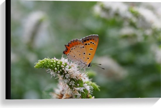 Canvas - Oranje Vlinder op Groen/Witte Bloem - Foto op Canvas Schilderij (Wanddecoratie op Canvas)