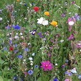 Veldbloemen Mini Wildbloemen eenjarig 1 kilo