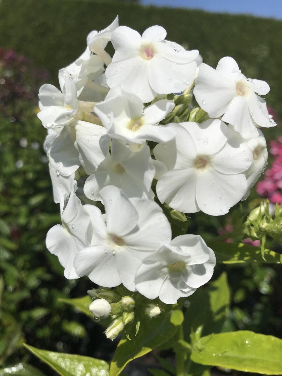 6 x Phlox (P) 'David' - Vlambloem - P9 Pot (9 x 9cm) - Dima Vaste Planten