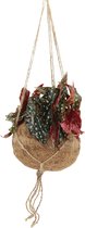 We Love Plants - Kokodama Begonia Maculata - 2 stuks - 20 cm lang - Hangplant