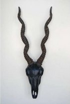 Antilope schedel met hoorns - Zwart - Hangend