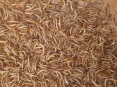 Meelwormen - Gedroogd - Emmer 10L - Topkwaliteit