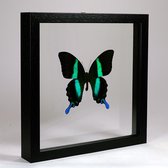 Opgezette vlinder in dubbelglas lijst - Papilio blumei