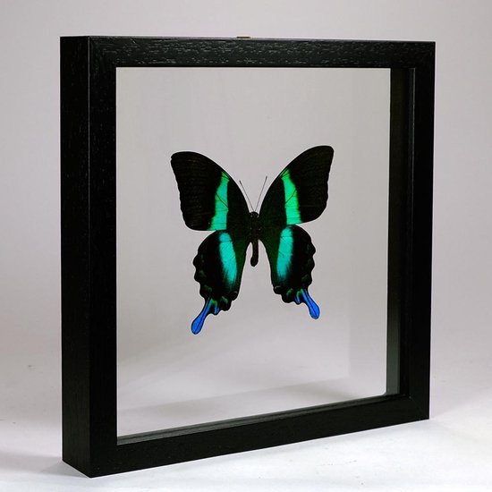 Opgezette vlinder in zwarte dubbelglas lijst 25x25cm - Papilio blumei