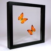 Opgezette Oranje Vlinder in Zwarte Lijst Dubbelglas - Appias Nero 2x