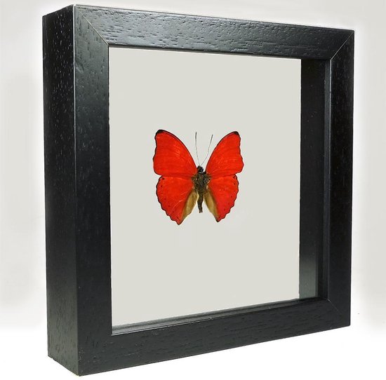 Opgezette Rode Vlinder in Zwarte Lijst Dubbelglas - Cymothoe Sangaris