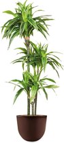 HTT - Kunstplant Dracaena Lemon Lime in Eggy bruin H130 cm