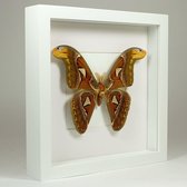 Opgezette atlasvlinder in witte lijst - Attacus atlas