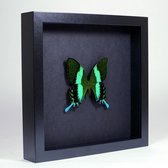 Opgezette vlinder in elegant zwarte lijst 25x25cm - Papilio blumei