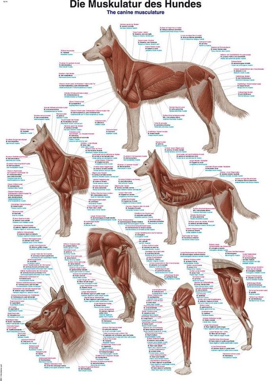 Anatomie poster spieren hond (papier, 50x70 cm) + ophangsysteem