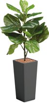 HTT - Kunstplant Ficus Lyrata in Clou vierkant antraciet H115 cm