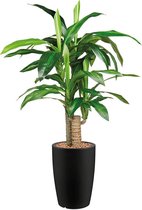 HTT - Kunstplant Dracaena Fragans in Genesis rond antraciet H120 cm