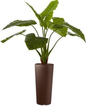 HTT - Kunstplant Philodendron in Clou rond bruin H165 cm