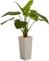 HTT - Kunstplant Philodendron in Clou vierkant taupe H165 cm