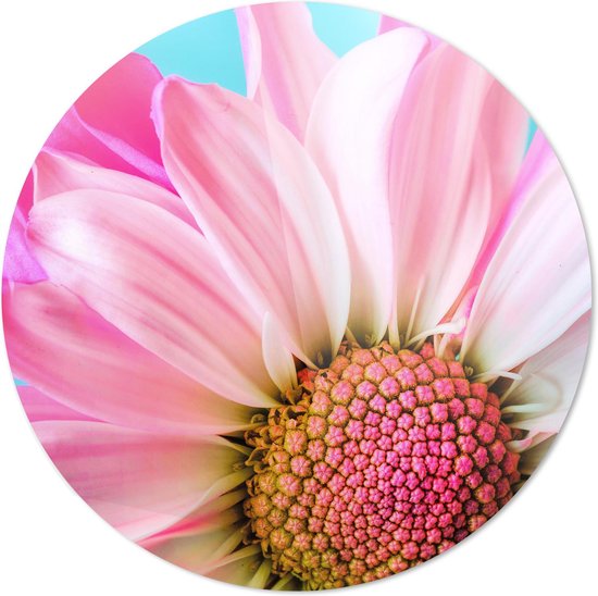Roze Bloem | Close-up | Wanddecoratie | 40CM x 40CM | Schilderij | Foto op plexiglas | natuur | Landschappen