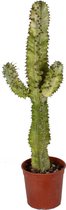 Cactus van Botanicly – Cowboycactus – Hoogte: 60 cm – Euphorbia Eritrea variegata