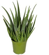 Kamerplant van Botanicly – Aloe Vera – Hoogte: 60 cm