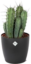 Cactus van Botanicly – Myrtillocactus geometrizans 17 cm incl. sierpot zwart als set – Hoogte: 50 cm – Myrtillocactus geometrizans