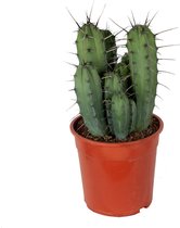 Cactus van Botanicly – Myrtillocactus geometrizans 17 cm – Hoogte: 50 cm – Myrtillocactus geometrizans