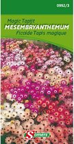 Somers zaden - Ijsbloem - Magic Tapijt - Mesembryanthemum