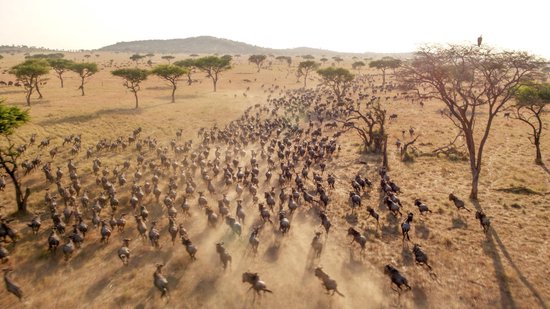 Serengeti