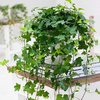 foto van Hedera Helix 'Wonder' - Klimop -  ↑ 25-30cm - Ø 13cm