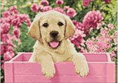 Wizardi Diamond Painting Kit Labrador Puppy in Pink Box WD2414