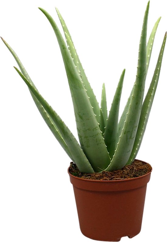 Overeenstemming Hechting Accumulatie Aloe Vera plant - Set van 2 - ↑ 30-35cm - Ø 12cm | bol.com