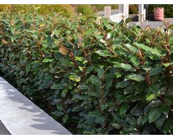 Elaeagnus ebbingei 'compacta' 40/60