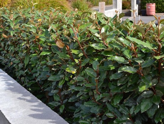 Elaeagnus Ebbingei compacta 40 60 Bol elaeagnus-ebbingei-compacta-40-60-bol