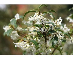 Osmanthus burkwoodii 40-60 cm